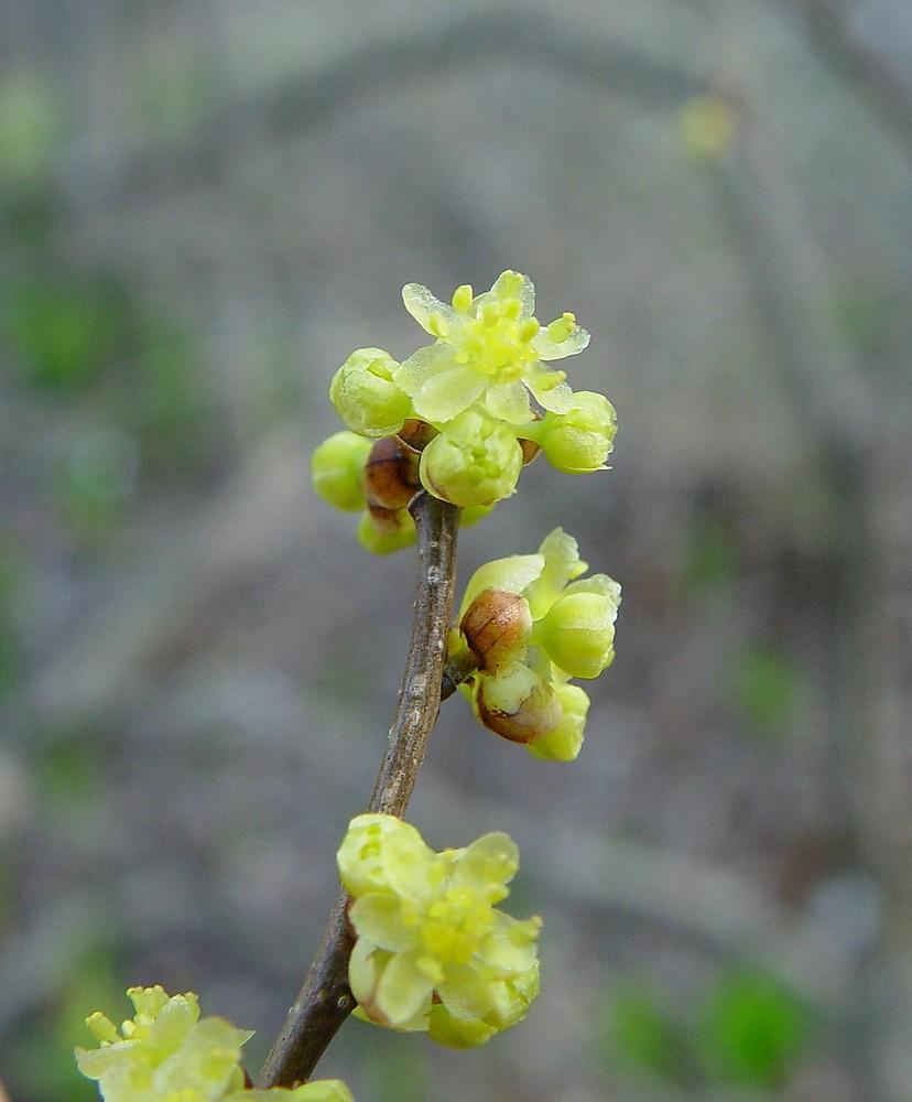 Lindera Benzoin - View 12 from www redcrocus com