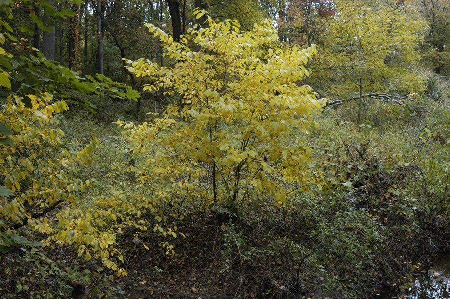 Lindera Benzoin - View 13 from www redcrocus com
