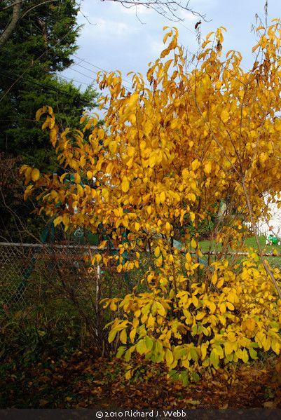 Lindera Benzoin - View 16 from www redcrocus com