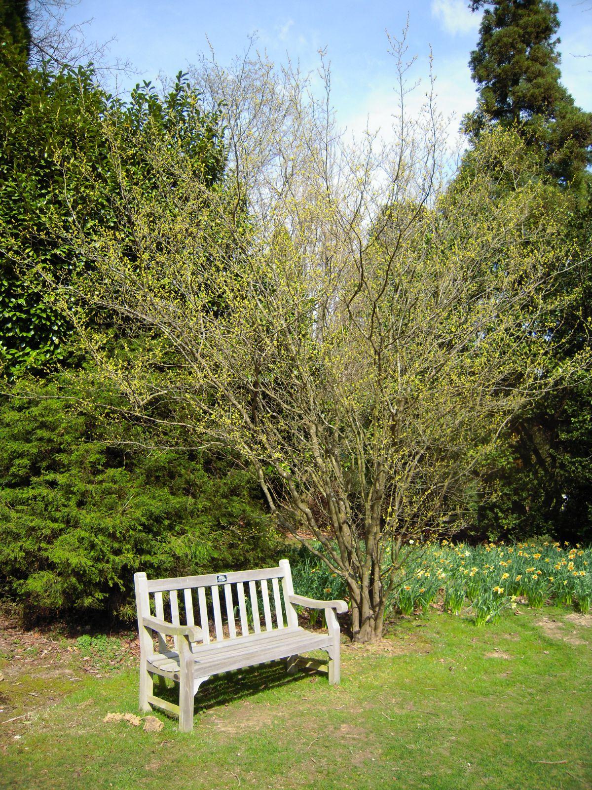 Lindera Benzoin - View 20 from www redcrocus com