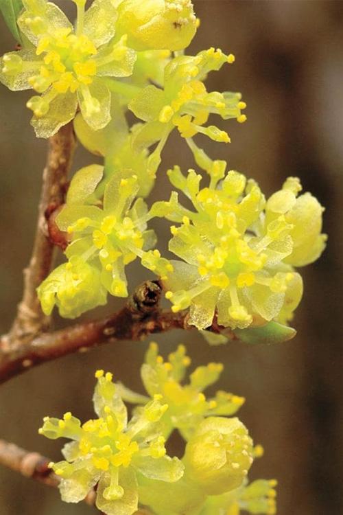 Lindera Benzoin - View 28 from www redcrocus com