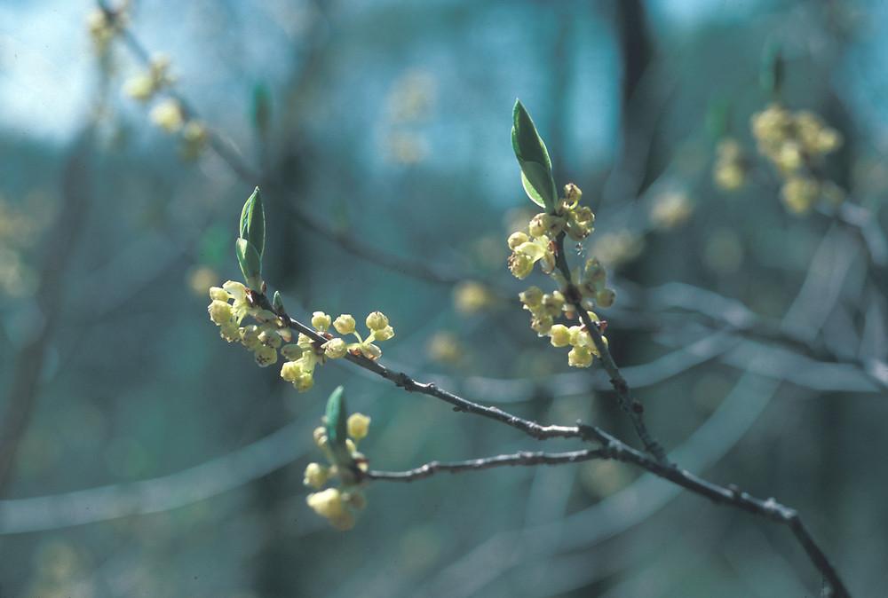 Lindera Benzoin - View 29 from www redcrocus com