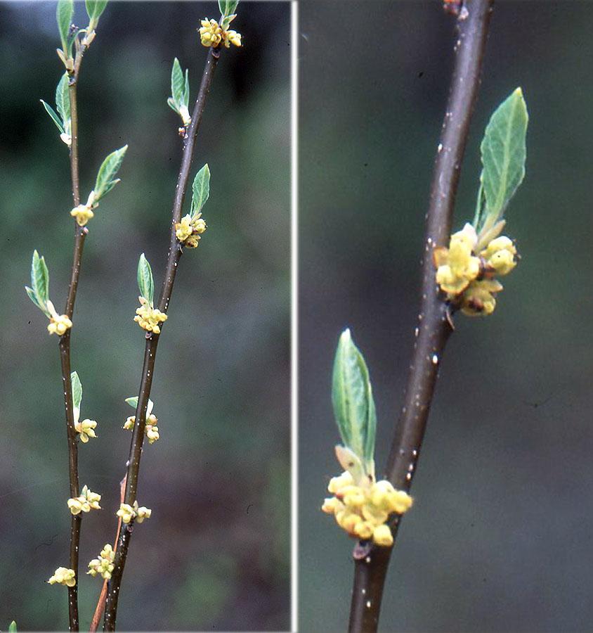 Lindera Benzoin - View 30 from www redcrocus com