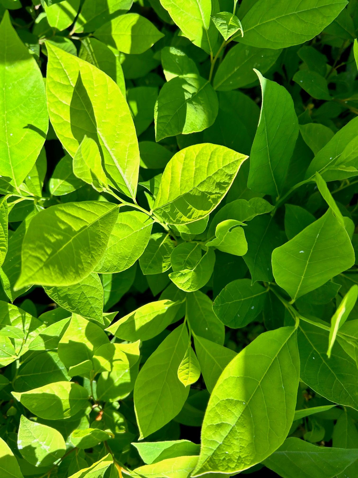Lindera Benzoin - View 31 from www redcrocus com
