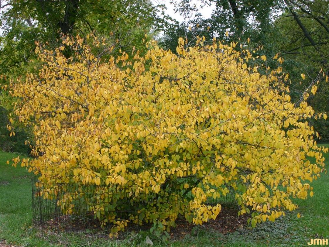 Lindera Benzoin - View 3 from www redcrocus com