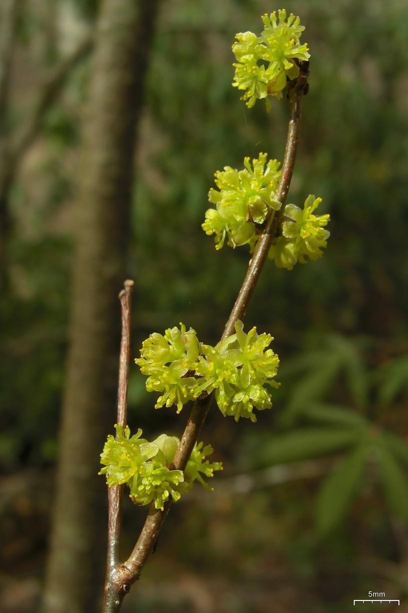 Lindera Benzoin - View 6 from www redcrocus com