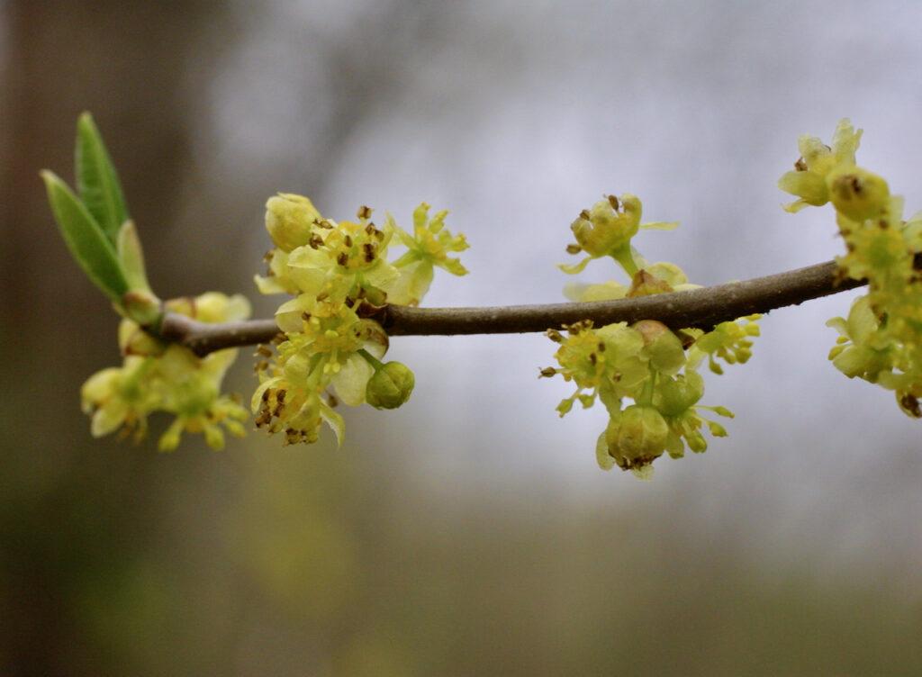 Lindera Benzoin - View 7 from www redcrocus com