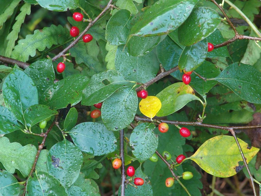 Lindera Benzoin - View 8 from www redcrocus com