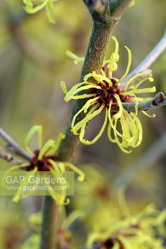Hamamelis Mollis Wisley Supreme - View 10 from www redcrocus com