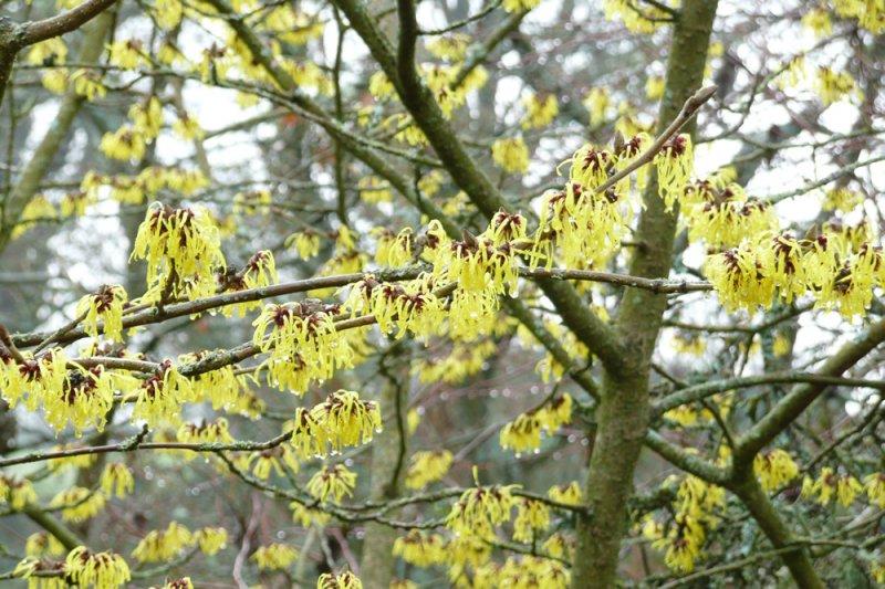 Hamamelis Mollis Wisley Supreme - View 11 from www redcrocus com