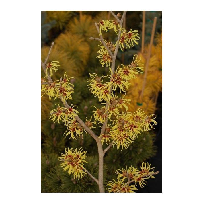 Hamamelis Mollis Wisley Supreme - View 12 from www redcrocus com