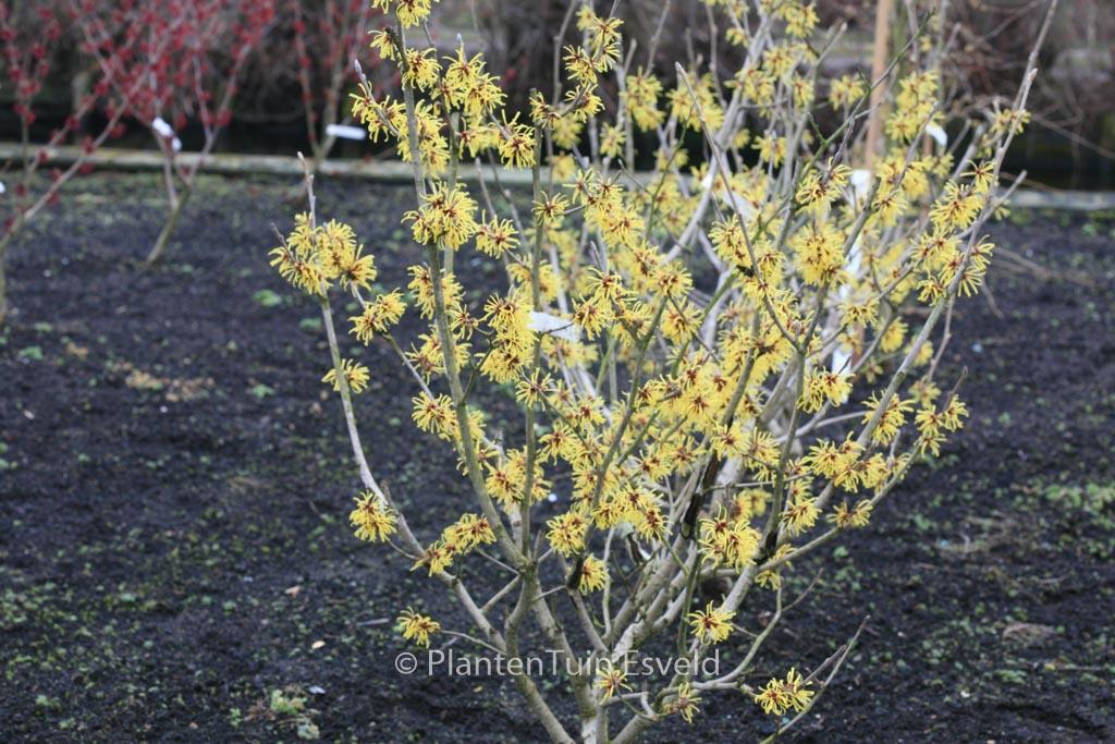 Hamamelis Mollis Wisley Supreme - View 13 from www redcrocus com