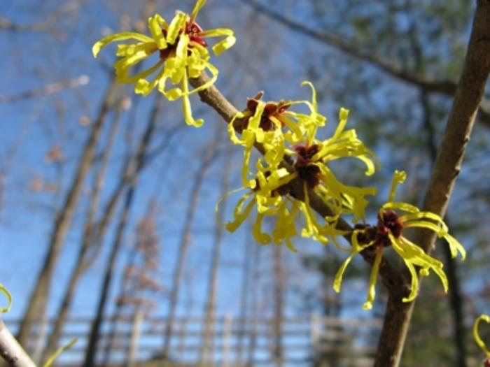 Hamamelis Mollis Wisley Supreme - View 15 from www redcrocus com