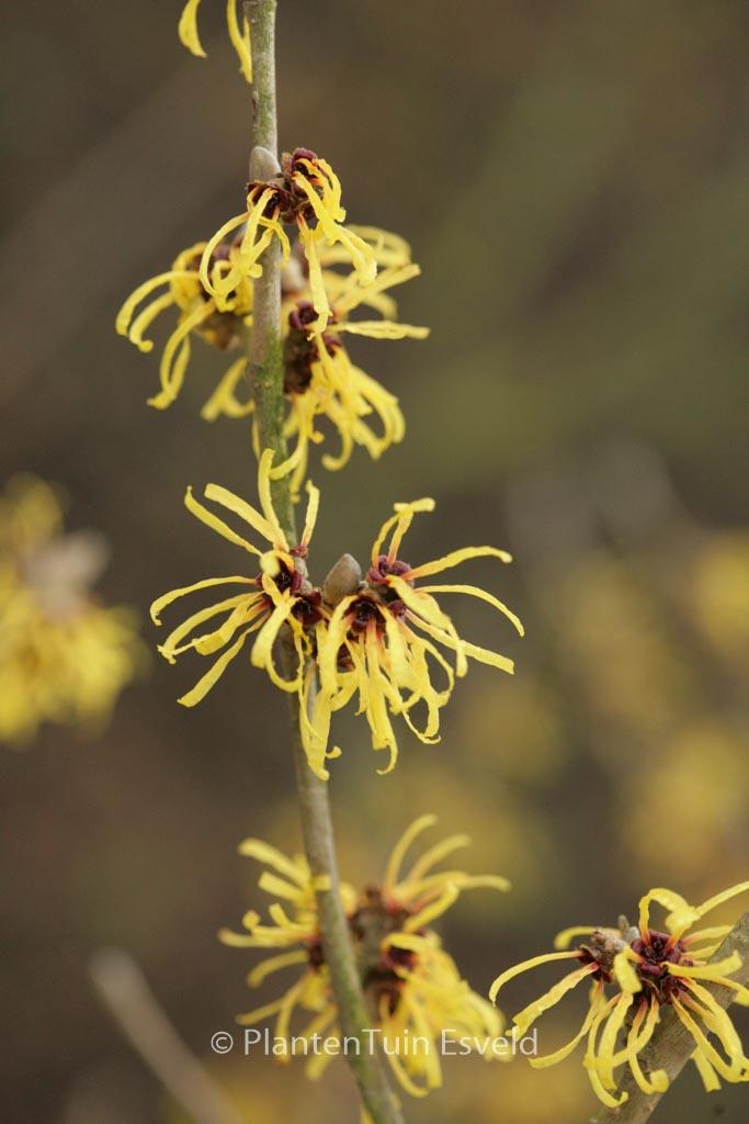 Hamamelis Mollis Wisley Supreme - View 16 from www redcrocus com