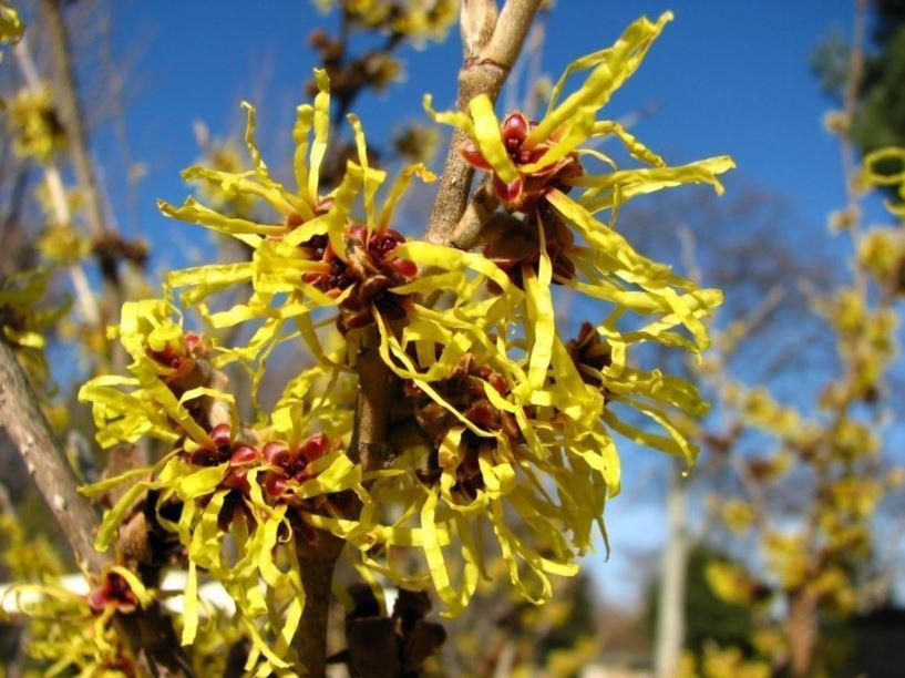 Hamamelis Mollis Wisley Supreme - View 1 from www redcrocus com