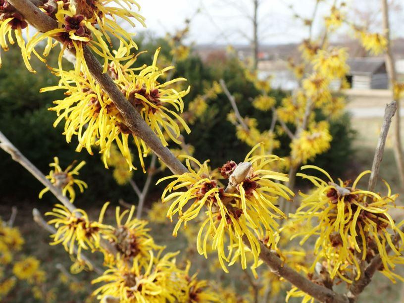 Hamamelis Mollis Wisley Supreme - View 3 from www redcrocus com