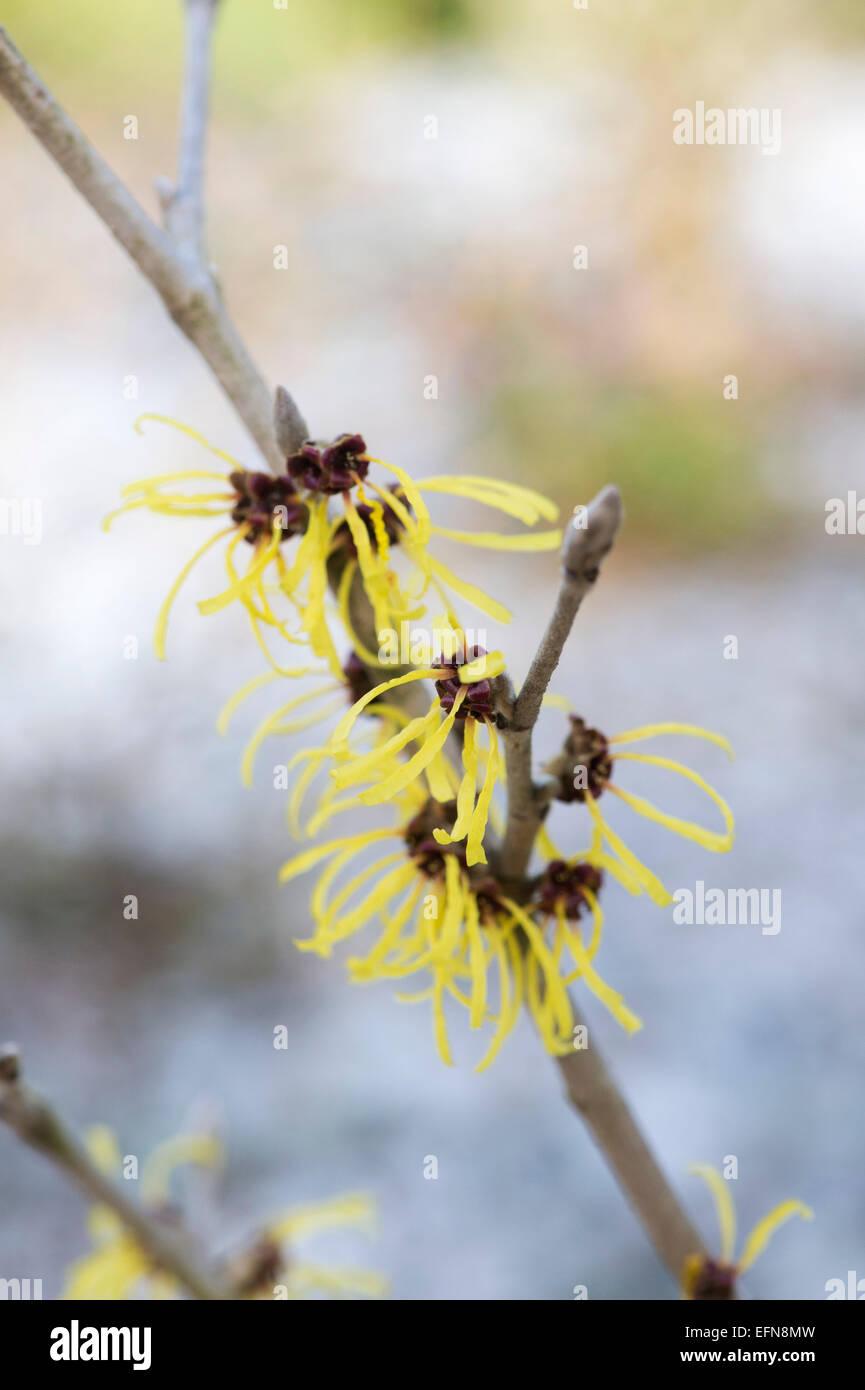Hamamelis Mollis Wisley Supreme - View 4 from www redcrocus com