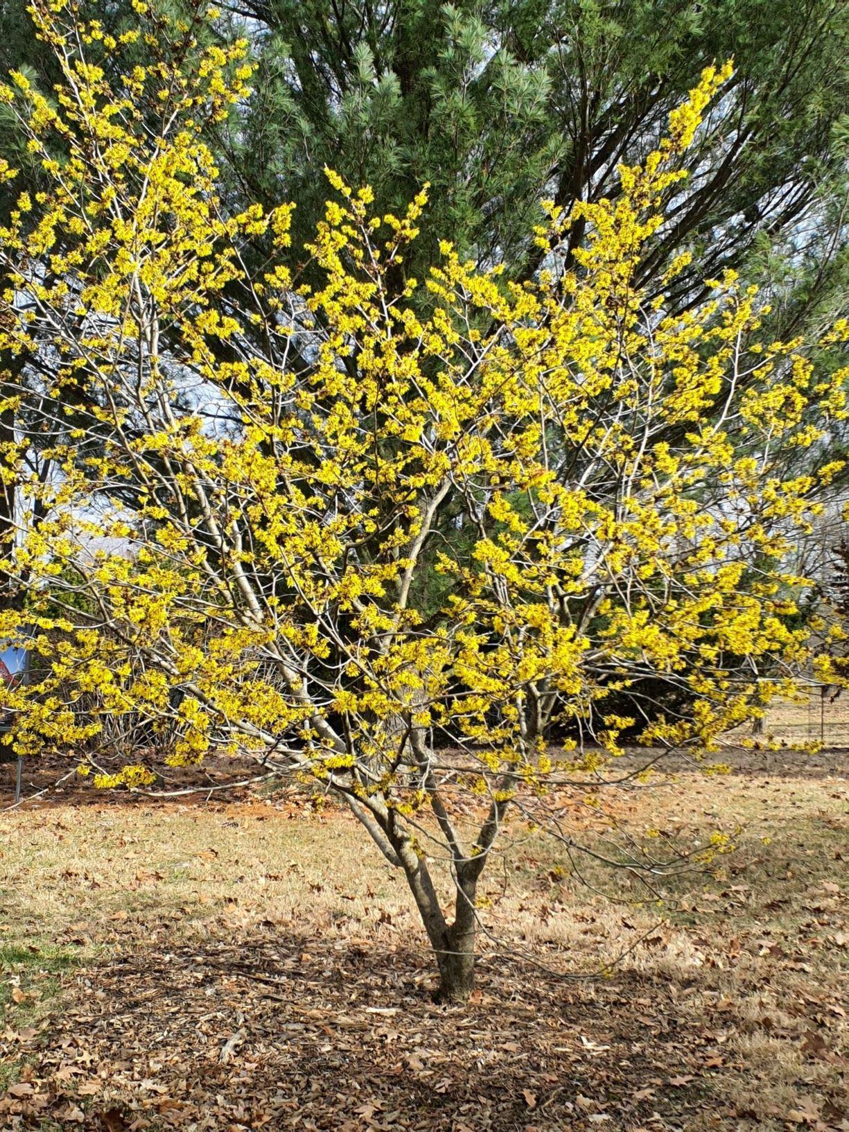 Hamamelis Mollis Wisley Supreme - View 5 from www redcrocus com