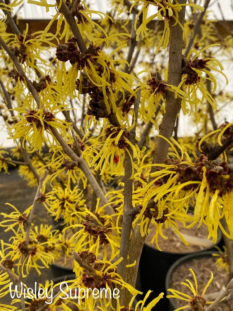 Hamamelis Mollis Wisley Supreme - View 6 from www redcrocus com