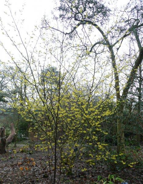 Hamamelis Mollis Wisley Supreme - View 7 from www redcrocus com