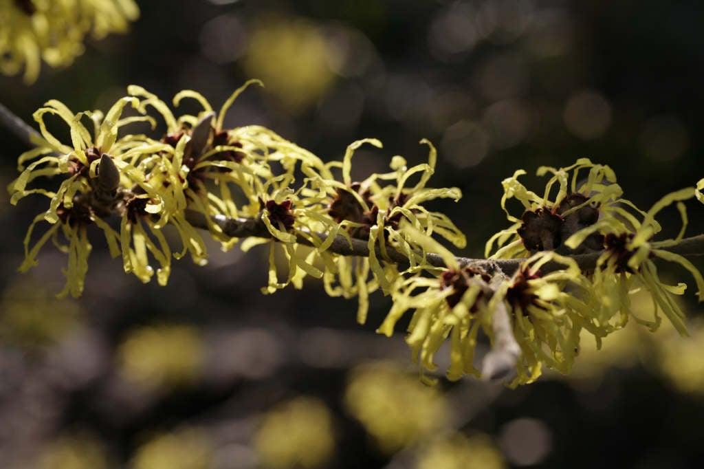 Hamamelis Mollis Wisley Supreme - View 8 from www redcrocus com
