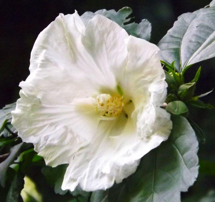 Hibiscus Syriacus Diana - View 15 from www redcrocus com