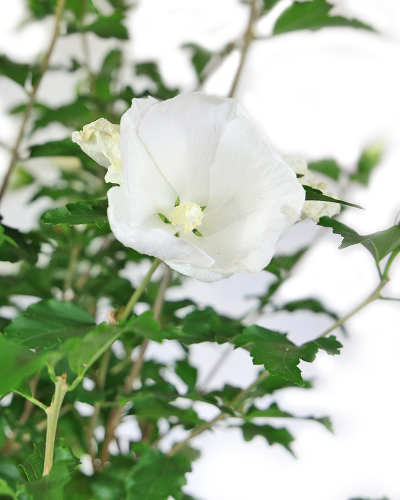 Hibiscus Syriacus Diana - View 15 from www redcrocus com