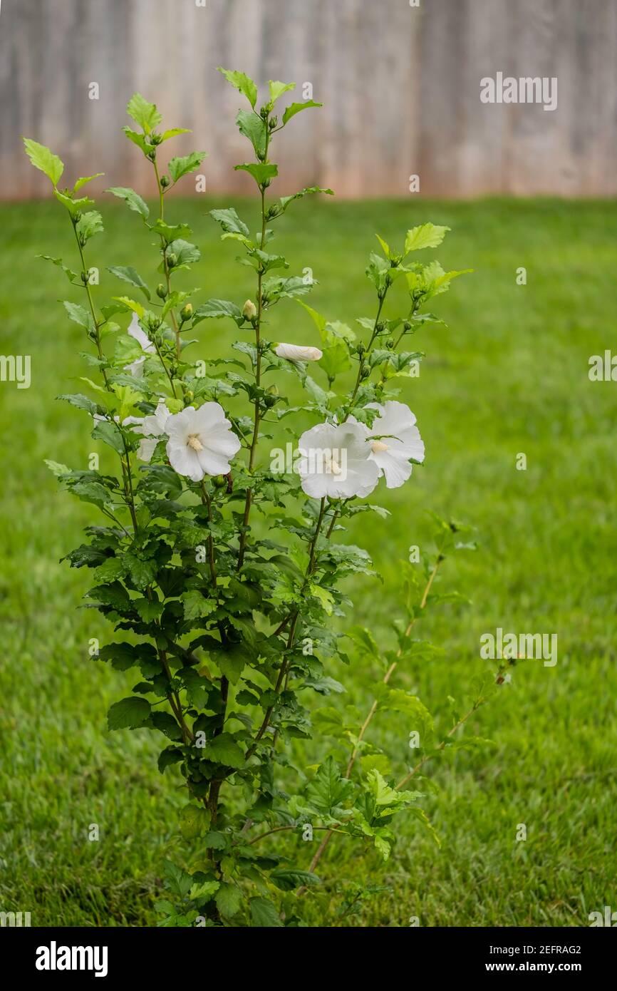 Hibiscus Syriacus Diana - View 9 from www redcrocus com