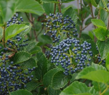 Viburnum Dentatum Chicago Lustre - View 18 from www redcrocus com
