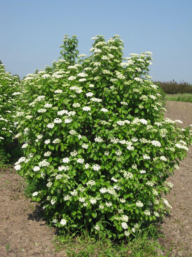 Viburnum Dentatum Chicago Lustre - View 1 from www redcrocus com