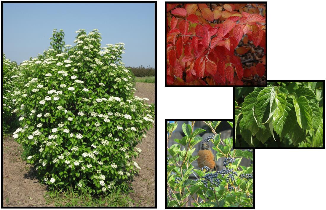 Viburnum Dentatum Chicago Lustre - View 2 from www redcrocus com