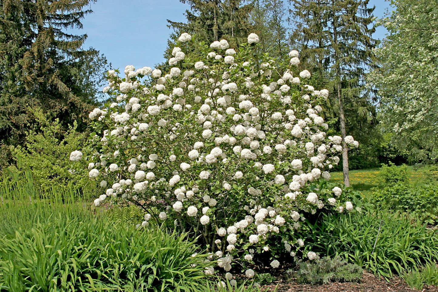 Viburnum Carlcephalum - View 12 from www redcrocus com