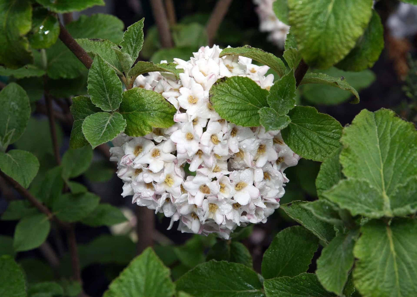 Viburnum Carlcephalum - View 15 from www redcrocus com