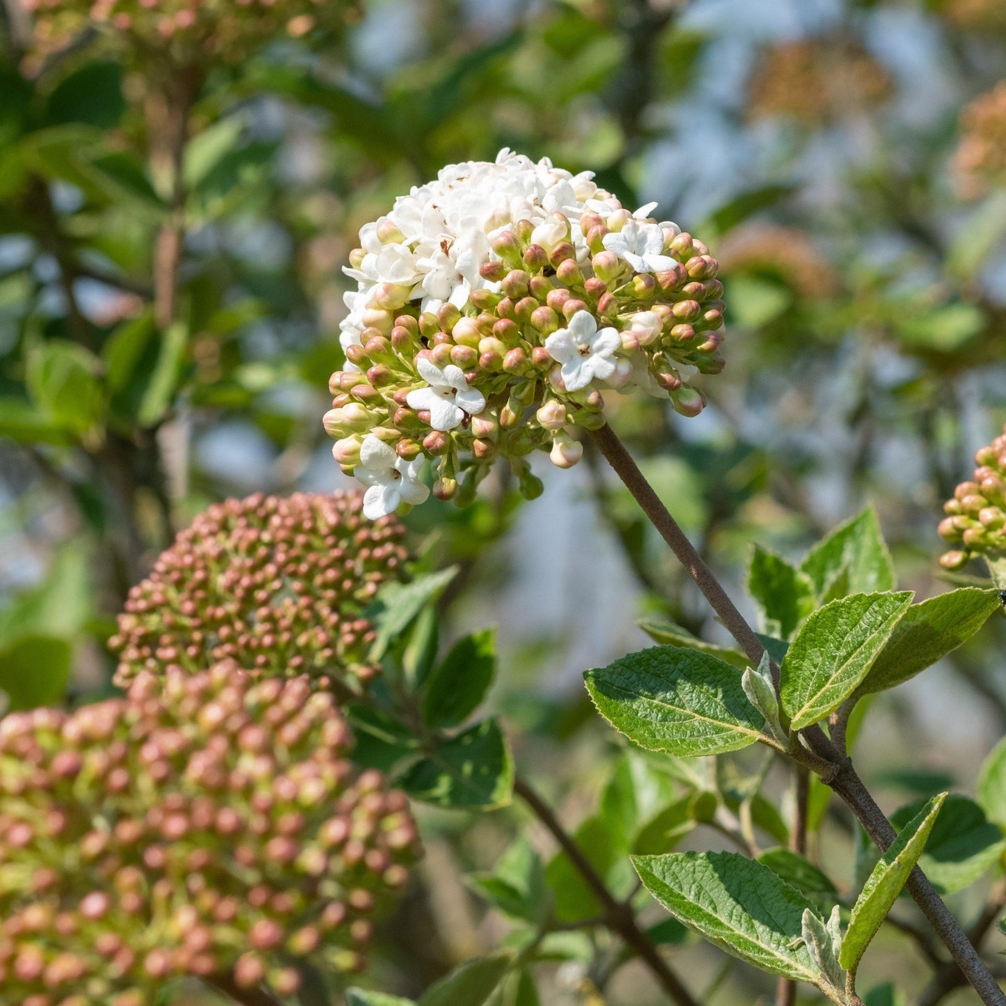 Viburnum Carlcephalum - View 16 from www redcrocus com