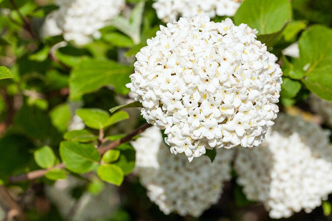 Viburnum Carlcephalum - View 19 from www redcrocus com