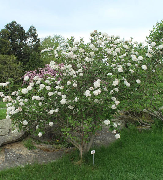 Viburnum Carlcephalum - View 1 from www redcrocus com