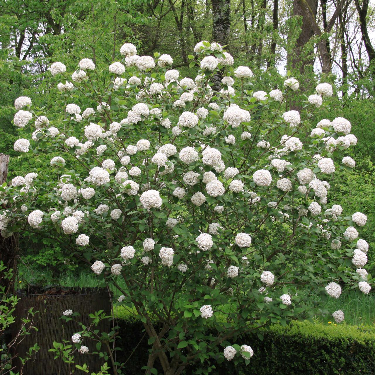 Viburnum Carlcephalum - View 3 from www redcrocus com