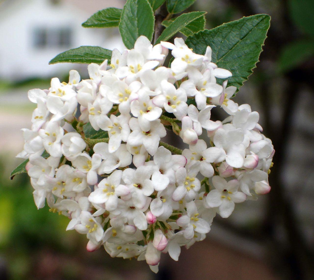 Viburnum Carlcephalum - View 4 from www redcrocus com