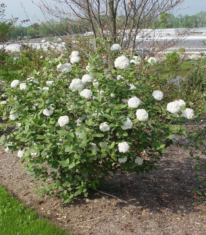 Viburnum Carlcephalum - View 6 from www redcrocus com
