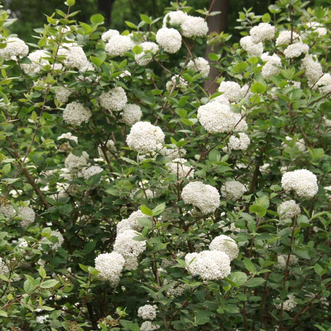 Viburnum Carlcephalum - View 8 from www redcrocus com