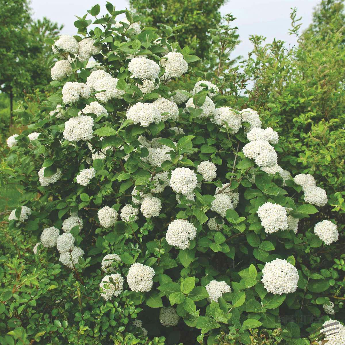 Viburnum Carlcephalum - View 9 from www redcrocus com