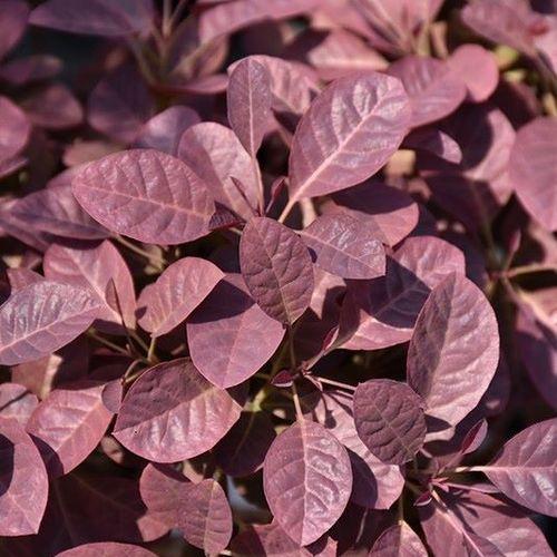 Cotinus Coggygria Velveteeny - View 11 from www redcrocus com