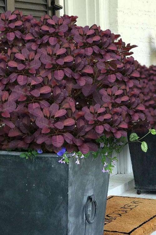 Cotinus Coggygria Velveteeny - View 12 from www redcrocus com