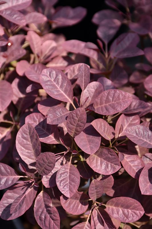 Cotinus Coggygria Velveteeny - View 13 from www redcrocus com
