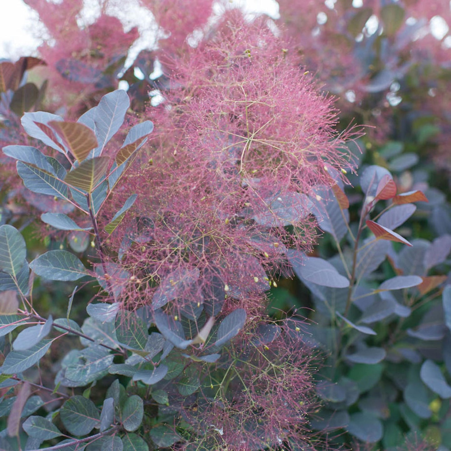 Cotinus Coggygria Velveteeny - View 14 from www redcrocus com