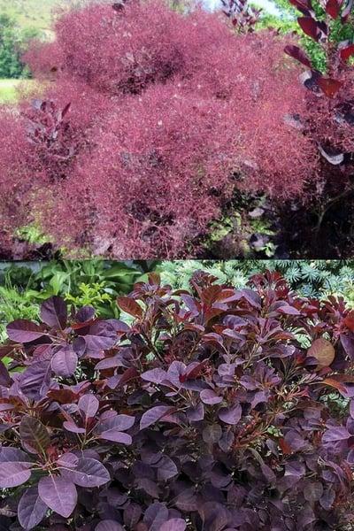 Cotinus Coggygria Velveteeny - View 15 from www redcrocus com