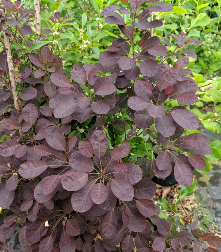 Cotinus Coggygria Velveteeny - View 1 from www redcrocus com