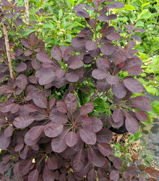 Cotinus Coggygria Velveteeny - View 1 from www redcrocus com
