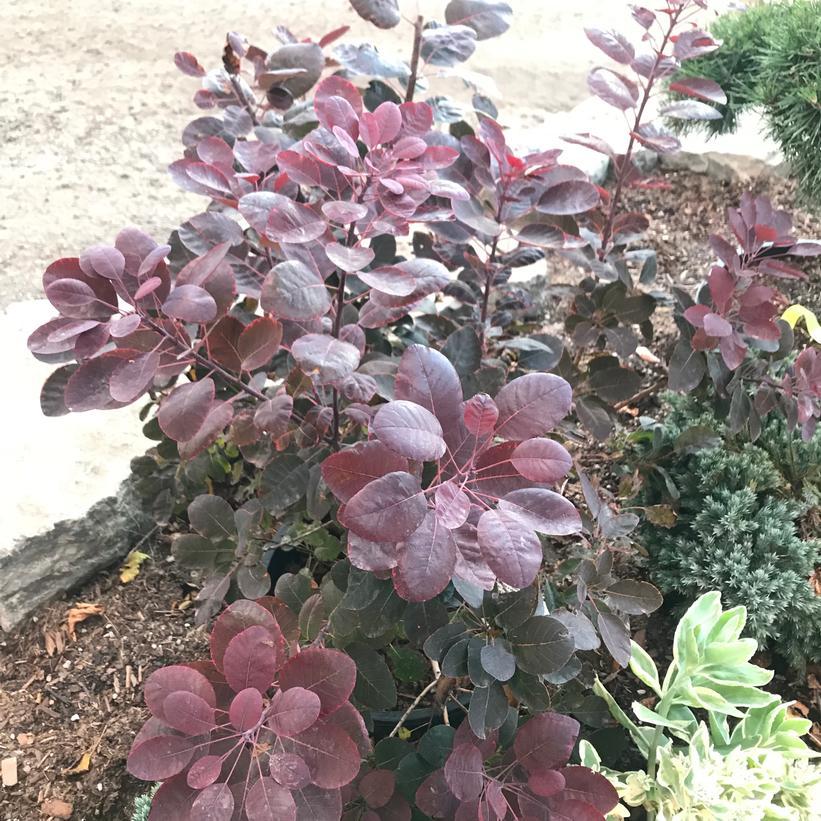 Cotinus Coggygria Velveteeny - View 2 from www redcrocus com