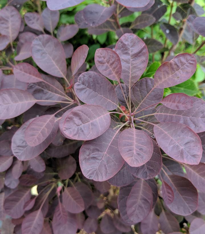 Cotinus Coggygria Velveteeny - View 3 from www redcrocus com